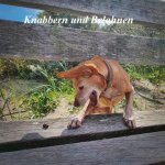  
	   Belohnungs- und Kauartikel von ProperDog...