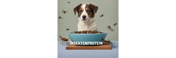 Insektenprotein