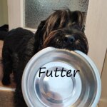 Die F&uuml;tterung des Hundes kann so einfach...