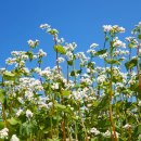 Bio - Buchweizenflocken