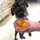 Lachsöl (norwegische Qualität) 500 ml