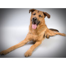 Buddy S (1 kg)