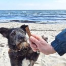 Gratisgeschenk Gletscherstreifli Kalb (45 g)