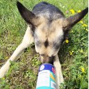 Ofrieda - Alleskönner - Nassfutter mit Insekten 750 g