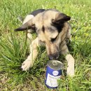 Ofrieda - Hermetia pur - Nassfutter mit Insekten 375 g