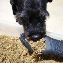 PD® Barfers Green Power - Schluss mit Grasfressen