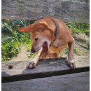 Gratisgeschenk Spessart Hirschli (100 g)