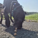 Properdogs FeinWurst Ente 400 g