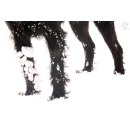 PD® Cleveres Plus Pfotenpflege mit Jojobaöl (150 ml)