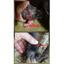 Cea Tiss Vet. Hautregenerations-Gel 15g