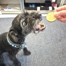 Properdogs FeinWurst Rind 800 g